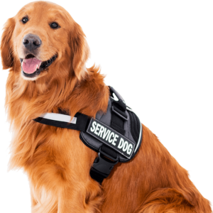 Service Dogs