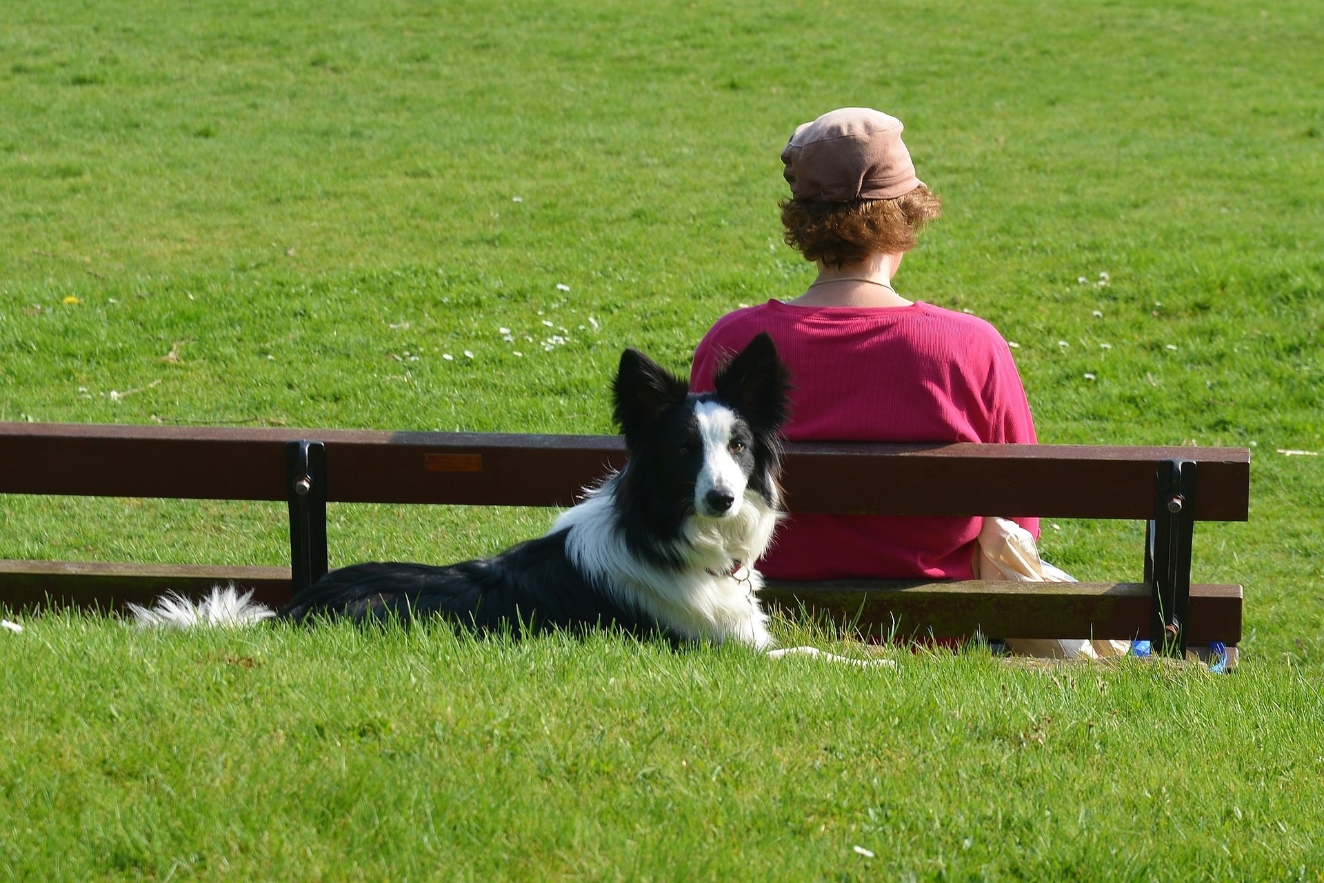 service dog for anxiety