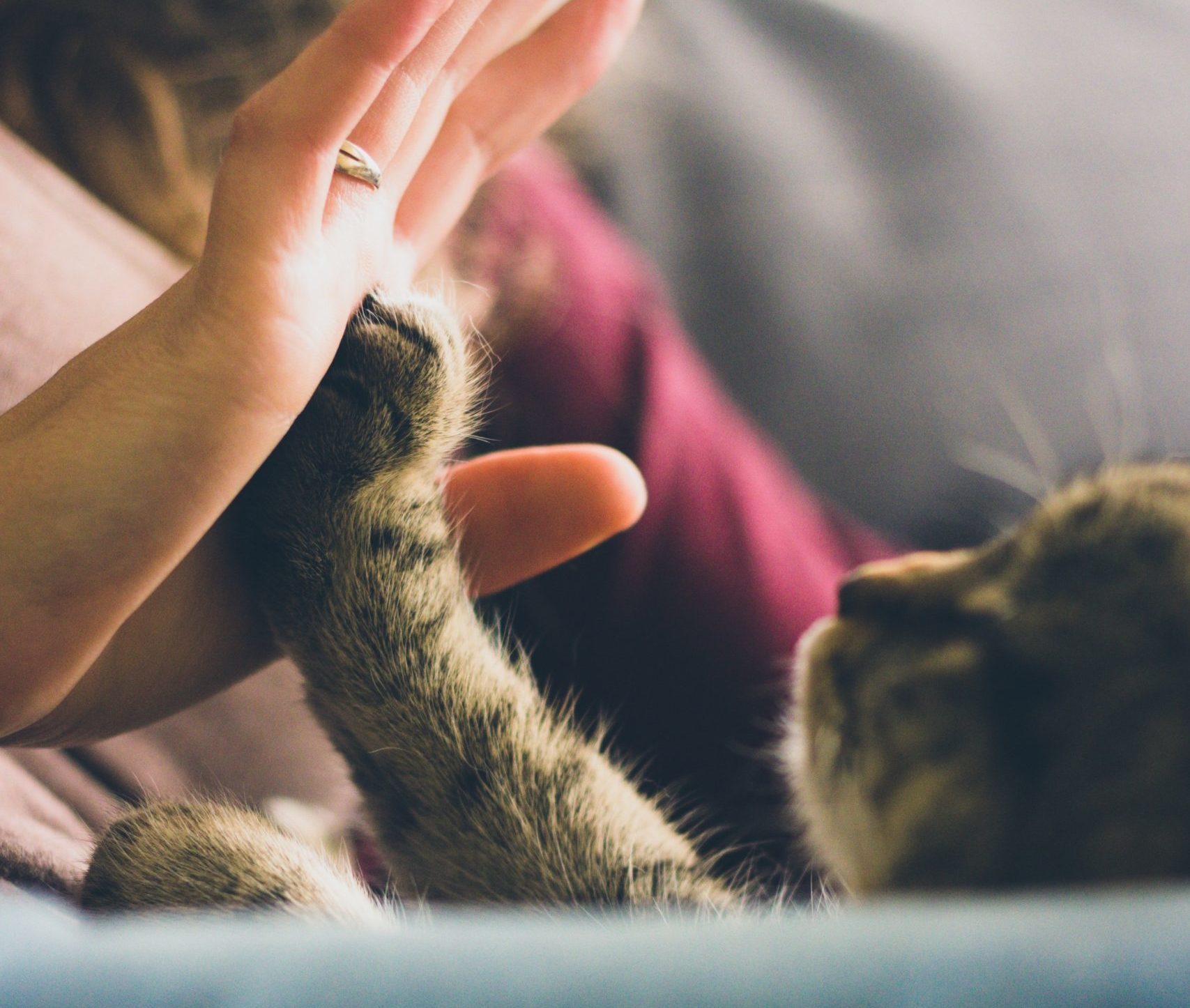 emotional support cat information